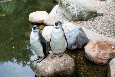 High angle view of penguins on rock