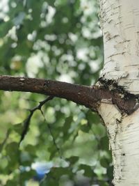 Close-up of lizard on tree trunk in forest