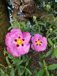 Close-up of pink flowers