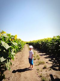 Boy standing on walkway amidst sunflower in field against clear sky