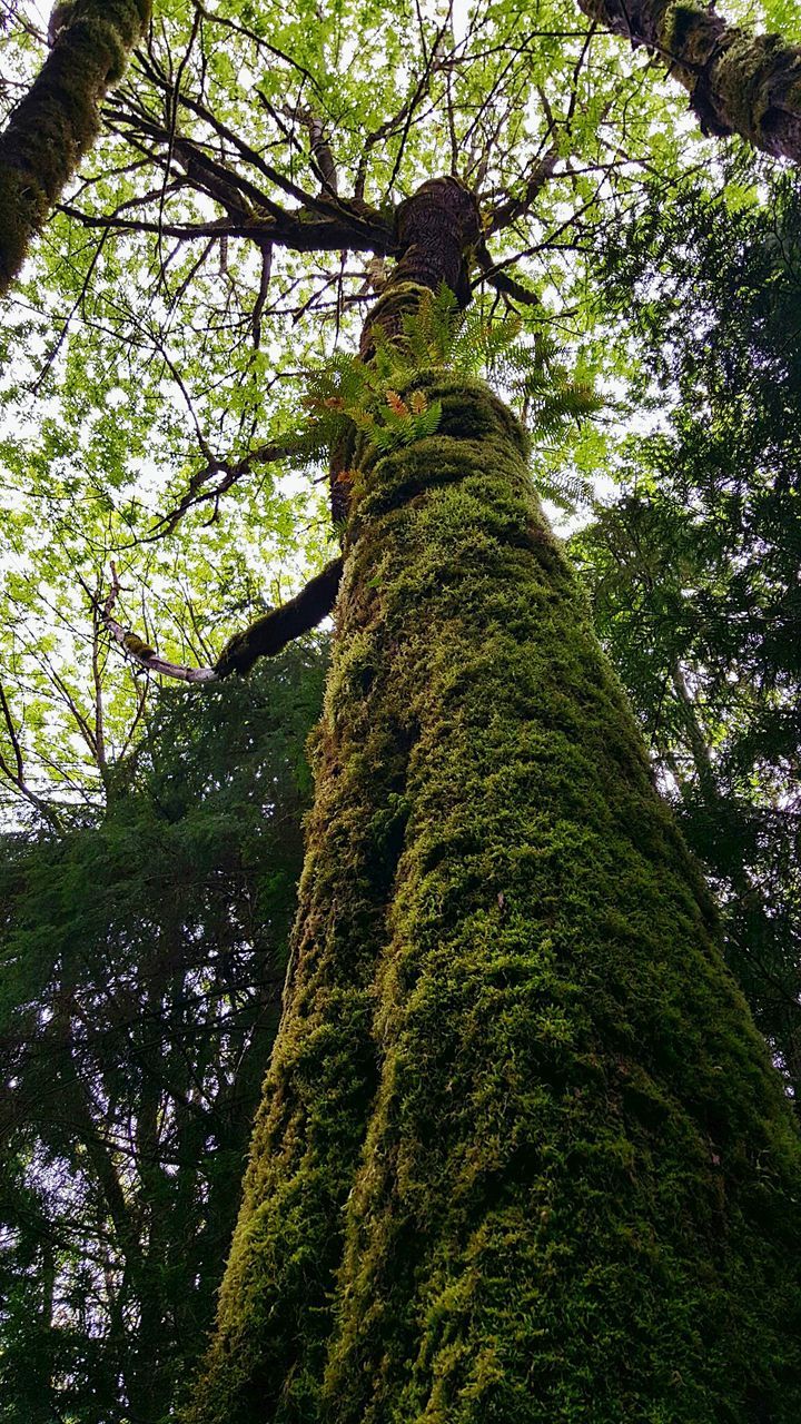 tree, tree trunk, growth, low angle view, branch, tranquility, forest, green color, nature, beauty in nature, woodland, tranquil scene, day, scenics, outdoors, no people, tall - high, sunlight, sky, lush foliage