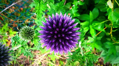 Close-up of purple thistle blooming on field