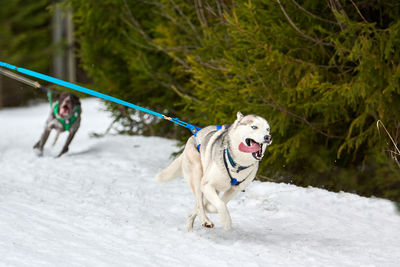 Running husky dog on sled dog racing. winter dog sport sled team competition. siberian husky dog