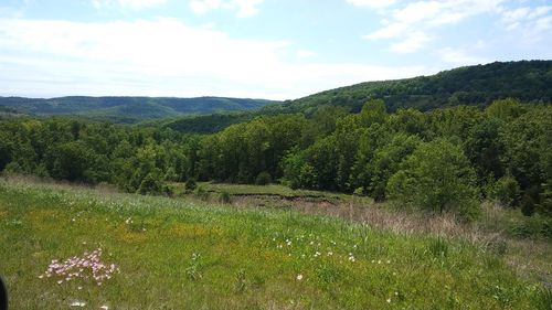 Scenic view of field against sky