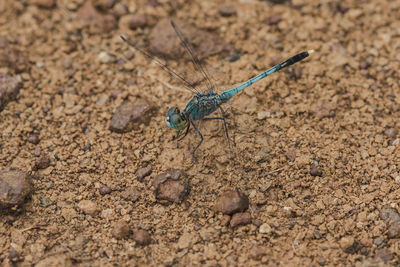Blue dragonfly on the rock, dragonfly is an insect that can fly quickly 