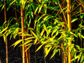 Close-up of plants growing on field