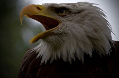 Close-up of eagle