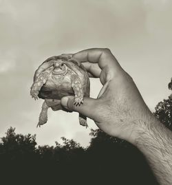 Cropped image of man holding turtle against sky