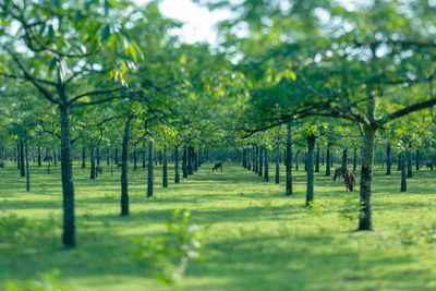 Trees on field