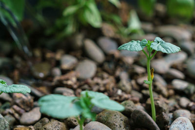 Close-up of small plant growing on field