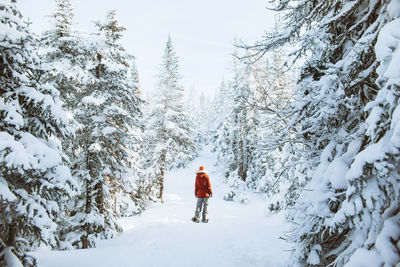 Full body back view of unrecognizable woman in outerwear with snowshoes near snowy spruces on cold winter day in valley of the ghosts in monts valin national park in quebec, canada