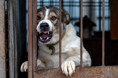 Angry mongrel dog in a cage at an animal shelter. portrait of an angry dog barking into the camera 