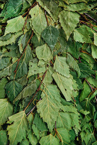 Dry birch broom close-up. accessories for baths and saunas. spa treatments. 