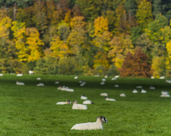 Flock of sheep relaxing on grassy field