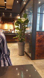 Potted plants on table at home