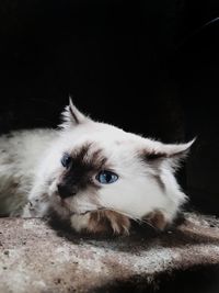 Close-up portrait of cat relaxing at home