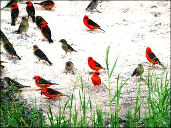 High angle view of ducks in water