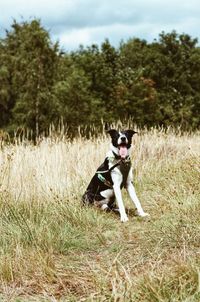 Dog sticking out tongue while sitting on grassy field