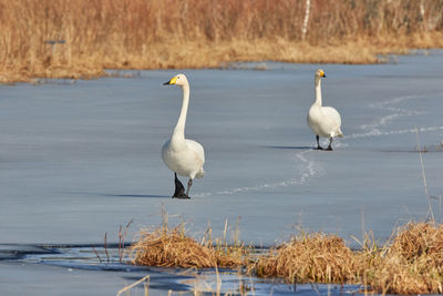 Whooper swans at frozen lakeshore by grass