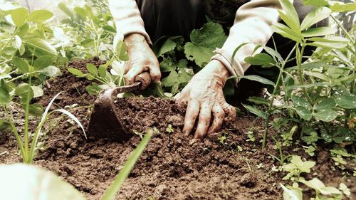 Close-up of man working on field