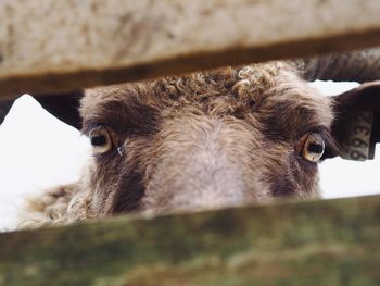 Close-up portrait of goat seen through fence at farm