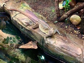 High angle view of crocodile in lake