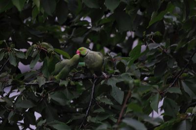 Bird perching on a tree