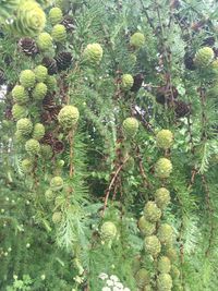 Plants growing in a park