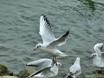 Seagulls flying over lake