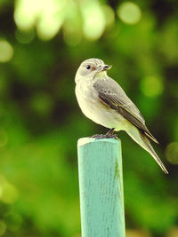 Close-up of bird perching outdoors