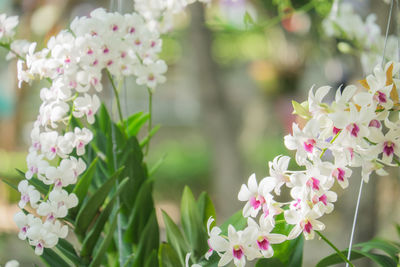 Close-up of pink flowering plants