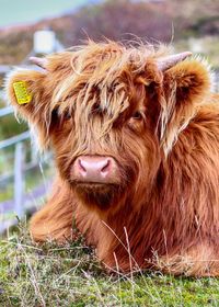 Close-up of cow on field