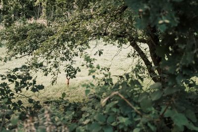 Trees and leaves in forest