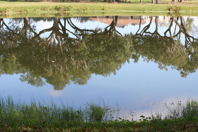 Reflection of trees in lake