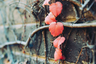 Close-up of red berries on plant