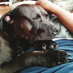 Close-up of dog sleeping on bed