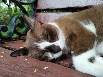 Close-up of a cat sleeping