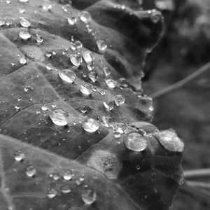 Close-up of water drops on flower