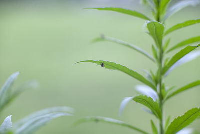 Close-up of insect on plant