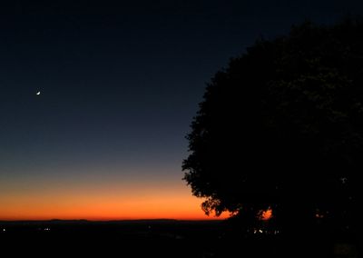 Silhouette tree against clear sky at night