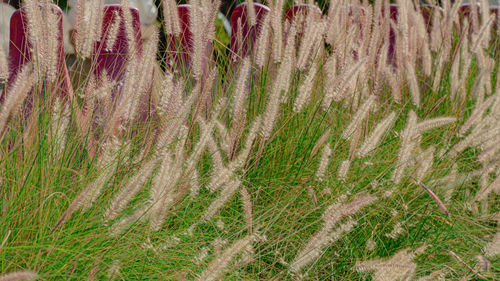 Full frame shot of corn field