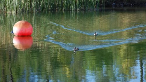 Ducks swimming on lake