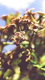 Close-up of flower buds