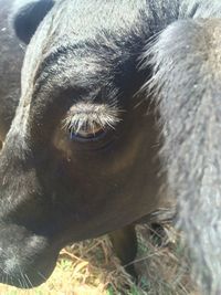 Close-up of cat
