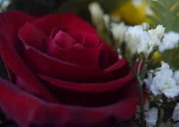 Close-up of red rose