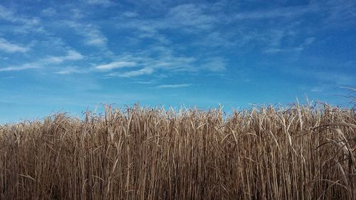 Crops growing on field against sky