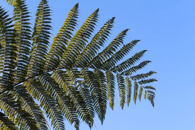 Low angle view of palm tree leaves against sky