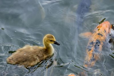 Duck swimming in a lake