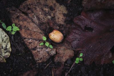 Close-up of plant growing on ground