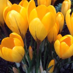 Close-up of yellow tulips blooming on field